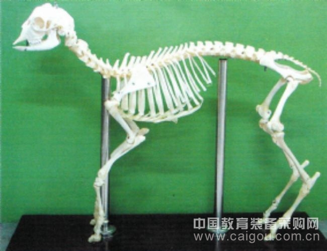 羊(￥:3860元)动物骨骼/具体优惠价请联系我们/河南百