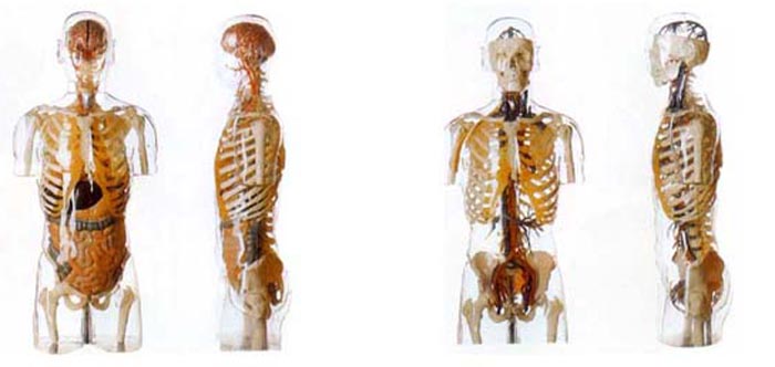 人体模型-人体解剖模型-人体标本模型-医学模型