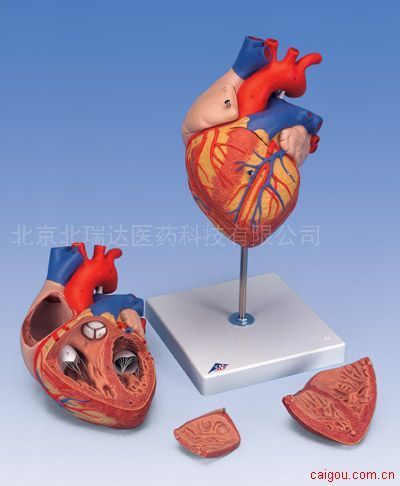 心脏模型(德国3b)