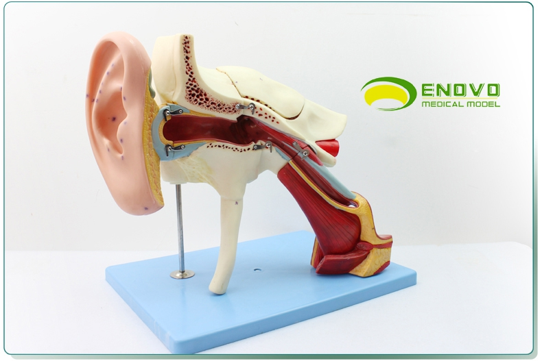 enovo颐诺人体医学耳解剖模型内耳中耳外鼓膜五官科颞骨耳鼻喉科