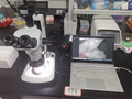 体视显微镜助力湖南大学小鼠组织观察