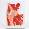 ENOVO颐诺医学解剖髋关节骨骼肌肉模型髋关节剖面髋关节构造MRI关节肌肉骨骼解剖骨科教学