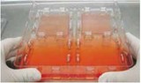 NUCN Skin Graft细胞培养皿149001