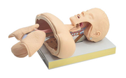 XB/J50高级人体气管插管训练模型(带解剖) 成人气管插管训练模型