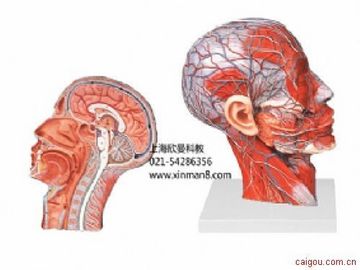 头部正中矢状切面附血管神经模型