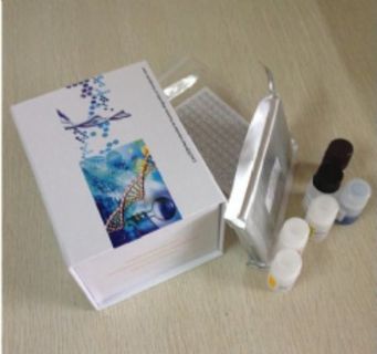 小鼠泛素蛋白(Ub)ELISA试剂盒