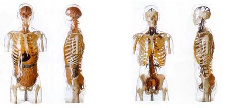 人体模型 人体解剖模型 人体标本模型 医学模型 教育装备采购网