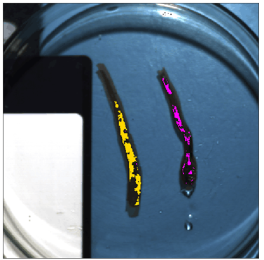 海洋生物表型組高通量光學成像系統落戶中國海洋大學