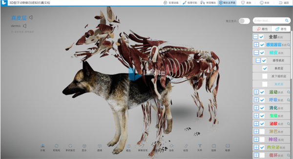3D數字動物解剖實訓系統，譜寫動物解剖教學新篇章