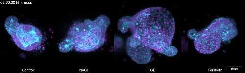 多篇Science/ Nature齐发！类器官研究与发育生物学迎来“史诗级”技术革新