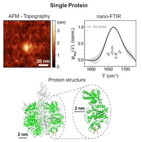 Nano Lett.重要成果！10nm近场红外技术攻克单一蛋白观测难题，开辟单分子红外光谱新道路