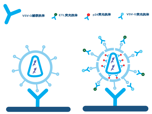 无需纯化的病毒表征系统! 全自动病毒荧光检测分析系统