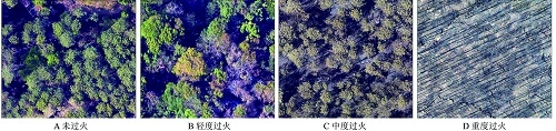 芬蘭SPECIM機載全光譜遙感系統AisaFENIX1K為林火監測做出重要貢獻