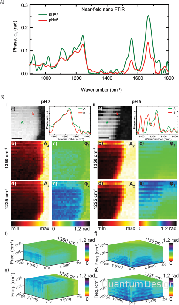 应用专题 | 纳米分辨傅里叶红外光谱与成像技术（nano-FTIR & neaSNOM）助力科学家实现单病毒膜渗透行为研究进展