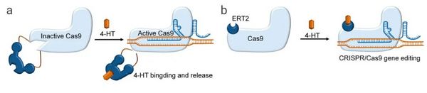 基因编辑技术 CRISPR/Cas9，“魔剪”一文通~ | MedChemExpress