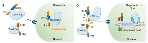 基因編輯技術 CRISPR/Cas9，“魔剪”一文通~ | MedChemExpress