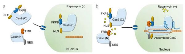 基因编辑技术 CRISPR/Cas9，“魔剪”一文通~ | MedChemExpress