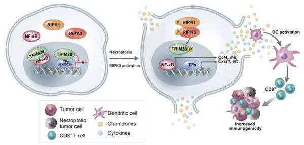 当坏死性凋亡碰撞肿瘤免疫 | MedChemExpress
