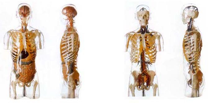 人体模型 人体解剖模型 人体标本模型 医学模型 中国教育装备采购网
