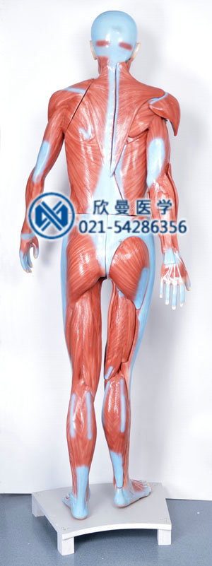 人体全身肌肉解剖模型