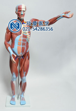 人体全身肌肉解剖模型78CM