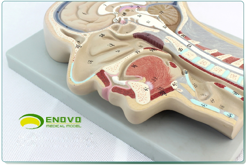 enovo頤諾人體醫學頭部切面模型大腦模型顱骨耳鼻喉解剖鼻咽腔